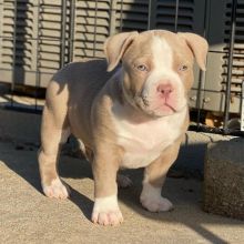Pitbull puppies for adoption (jespalink@gmail.com) Image eClassifieds4U