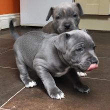 Staffordshire PUPPIES (caringtonlee1@gmail.com) Image eClassifieds4U