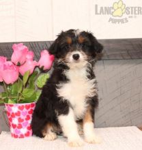 Aussiedoodle Puppies For Sale