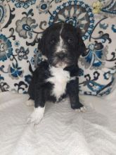 Aussiedoodle Puppies For Sale