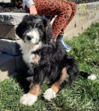 Bernedoodle Puppies For Sale