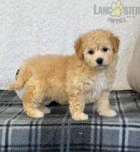 Bichpoo Puppies For Sale