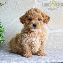 Bichpoo Puppies For Sale