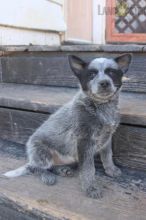 Blue Heeler Puppies For Sale