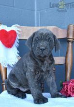 Cane Corso (Italian Mastiff) Puppies For Sale