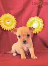 Chihuahua Puppies For Sale