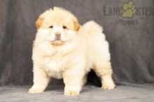 Chow Chow Puppies For Sale