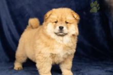 Chow Chow Puppies For Sale