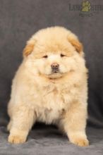 Chow Chow Puppies For Sale