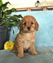 Coc.kapoo Puppies For Sale