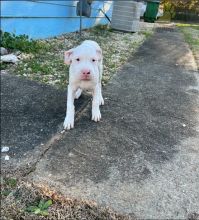 Dogo Argentino (Argentino Mastiff) Puppies For Sale