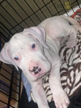 Dogo Argentino (Argentino Mastiff) Puppies For Sale