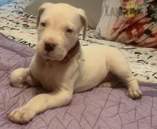 Dogo Argentino (Argentino Mastiff) Puppies For Sale