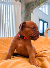 Dogue de Bordeaux (French Mastiff) Puppies For Sale