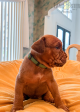 Dogue de Bordeaux (French Mastiff) Puppies For Sale