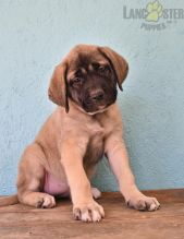 English Mastiff Puppies For Sale