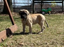 English Mastiff Puppies For Sale