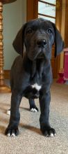 Great Dane Puppies For Sale