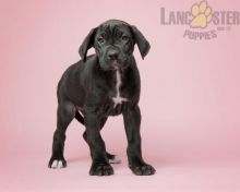 Great Dane Puppies For Sale