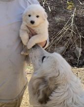 Great Pyrenees Puppies For Sale