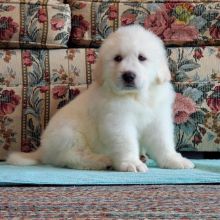 Great Pyrenees Puppies For Sale