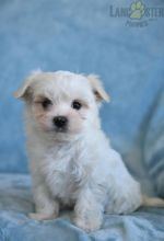 Maltese Puppies For Sale