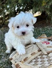 Maltese Puppies For Sale