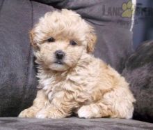 Maltipoo Puppies For Sale