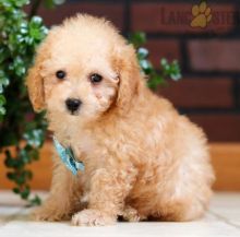 Maltipoo Puppies For Sale