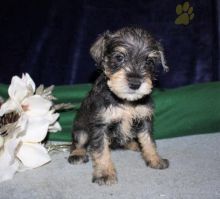 Miniature Schnauzer Puppies For Sale