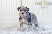 Miniature Schnauzer Puppies For Sale