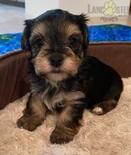 Morkie Puppies For Sale