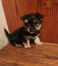 Morkie Puppies For Sale
