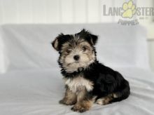 Morkie Puppies For Sale