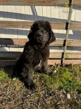 Newfoundland Puppies For Sale