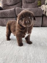 Newfoundland Puppies For Sale