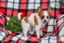 Papillon Puppies For Sale