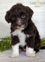 Portuguese Water Dog For Sale