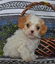 Shih-poo Puppies For Sale