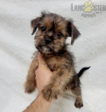 Shorkie Puppies For Sale