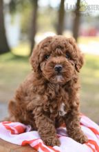 Toy Poodle Puppies For Sale