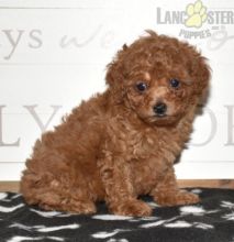 Toy Poodle Puppies For Sale