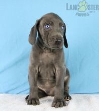 Weimaraner Puppies For Sale