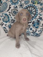 Weimaraner Puppies For Sale