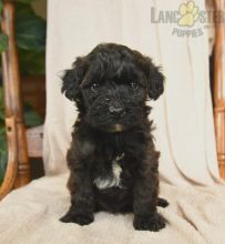 Yorkiepoo Puppies For Sale