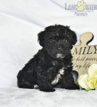 Yorkiepoo Puppies For Sale