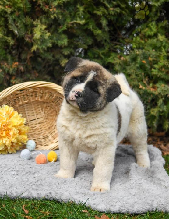 Akita Puppies For Sale Image eClassifieds4u