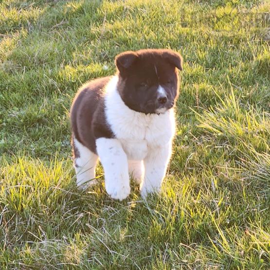 Akita Puppies For Sale Image eClassifieds4u