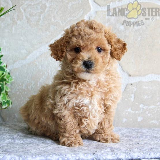 Bichpoo Puppies For Sale Image eClassifieds4u