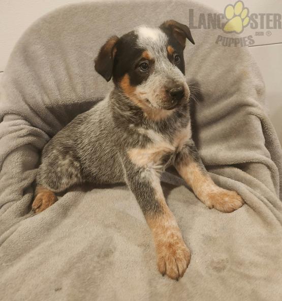 Blue Heeler Puppies For Sale Image eClassifieds4u